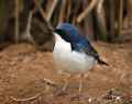 Синий соловей фото (Luscinia cyane) - изображение №2551 onbird.ru.<br>Источник: www.birdskorea.org